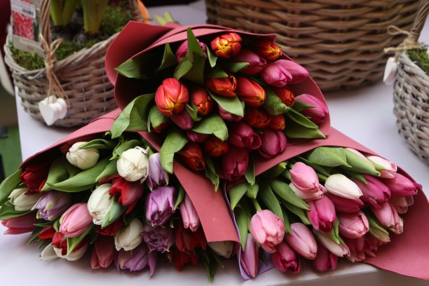 粉色郁金香花束：三八国际妇女节礼物，春季节日装饰图片下载