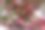 粉红色的郁金香花束。3月8日国际妇女节礼物。春天节日装饰图片下载