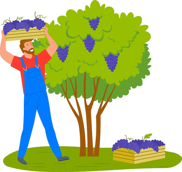 一个人在孤立的葡萄园里采摘葡萄图片下载