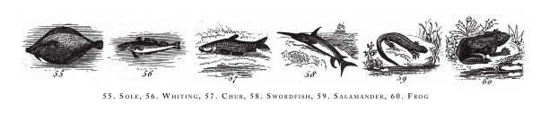 比目鱼，白鲑，鲦鱼，剑鱼，蝾螈，青蛙，动物种类分类雕刻古董插图，1851年出版图片下载