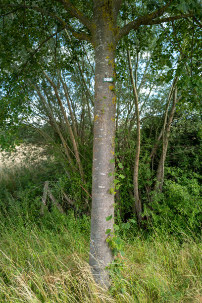 树用一个符号连续编号图片下载