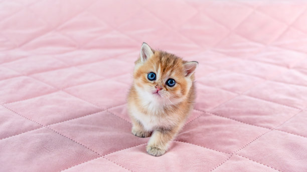 英国品种金栗鼠小猫。图片下载