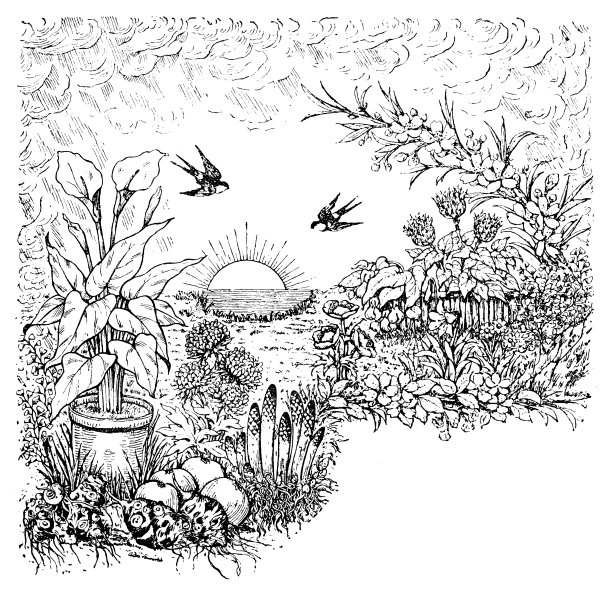 古董雕刻插图:植物背景图片下载