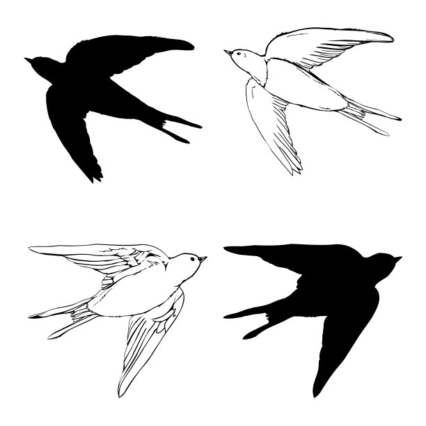 吞下的剪影。孤立的燕子在白色背景。图片下载