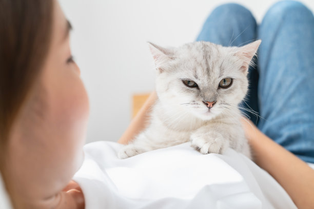 女人坐在床上，在房间里玩小苏格兰猫。图片下载