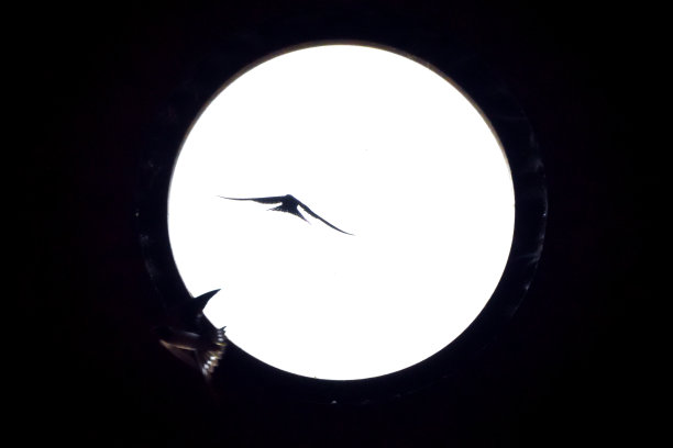 燕子剪影2图片下载