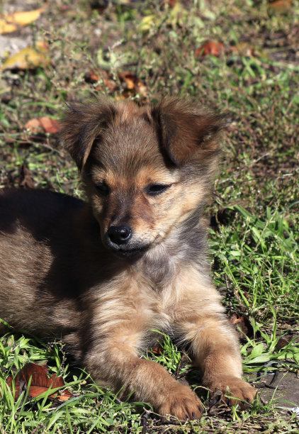 一张躺在草地上的灰色杂种小狗的照片。图片下载
