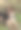 一张躺在草地上的灰色杂种小狗的照片。图片下载
