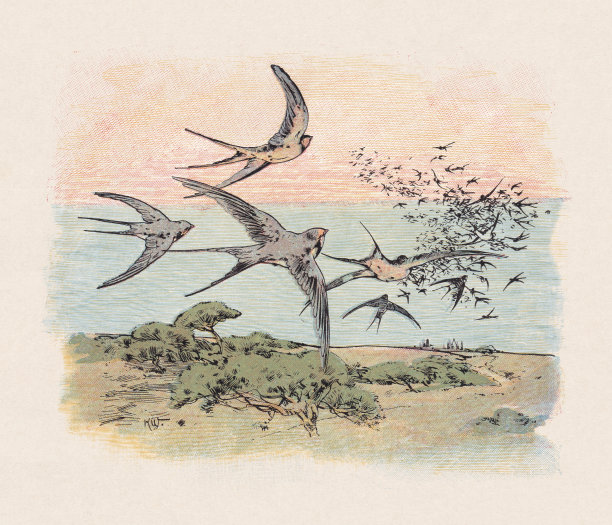 《燕子》，彩色木版画，1897年出版图片下载