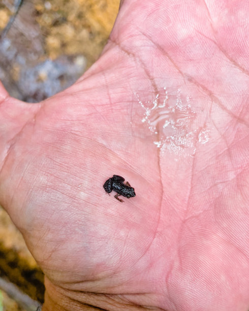 莫朗自然小径上，加德纳的塞舌尔蛙是世界上最小的蛙类之一，手握马埃塞舌尔图片下载