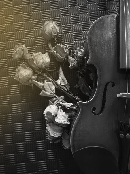 小提琴的前半边放在背景的右侧，旁边是模糊的干玫瑰。图片下载