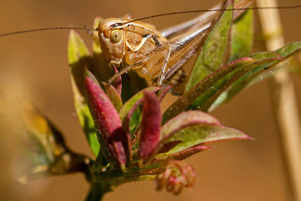 蜜蜂从花朵上收集花粉的微距照片。图片下载