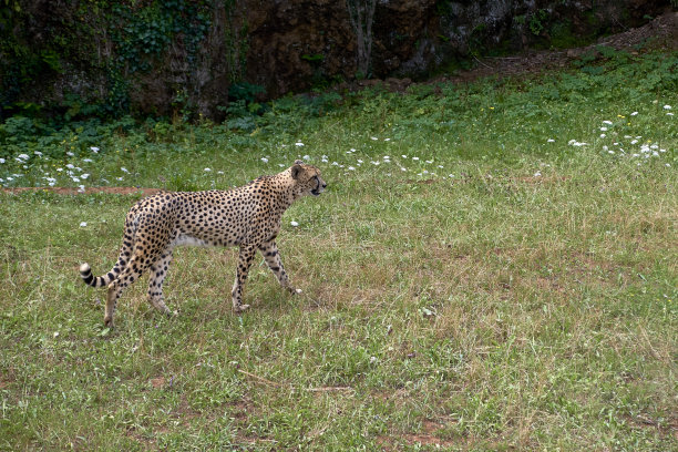 一只猎豹笔直地站在干燥的大草原上图片下载