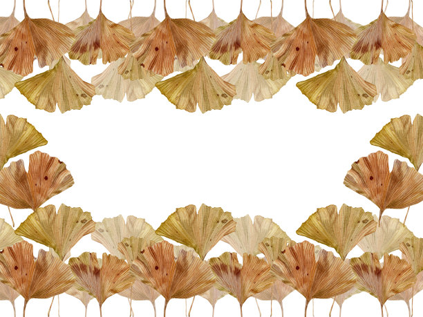 秋天的背景与秋天的银杏叶。枯叶，枯叶，一束树叶。植物插图印刷，纺织品，餐具。图片下载