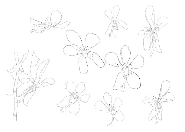 兰花轮廓插图孤立图片下载