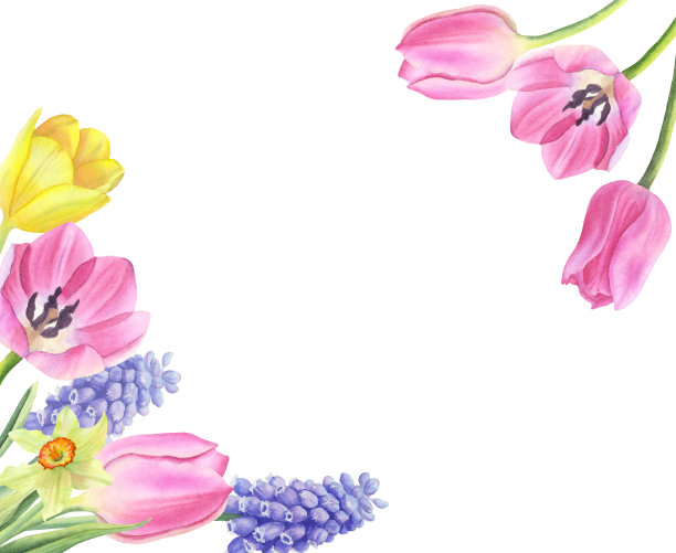 花框架与郁金香，麝香草和水仙花隔离在白色背景上。水彩手绘。图片下载