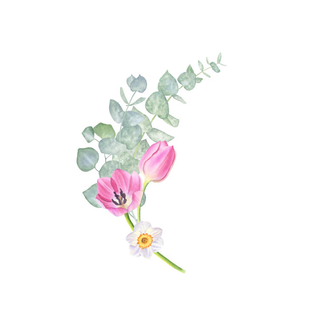 白色背景上分离的水仙，郁金香和桉树花束。手绘水彩画图片下载