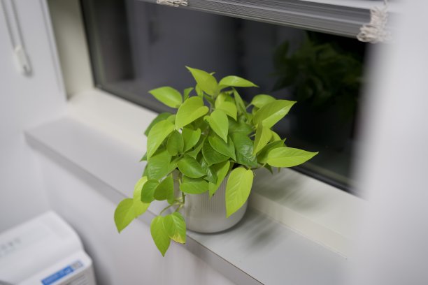 办公室里有一壶壶图片下载