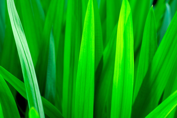接近明亮的绿色草地，自然绿色的背景与模糊。草地宏关闭。图片下载