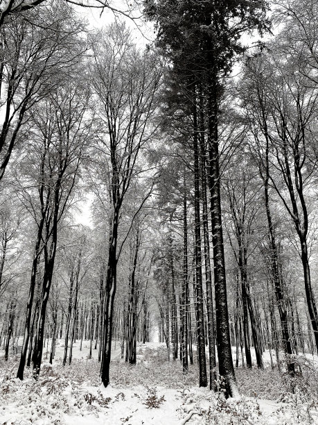 冬天被雪覆盖的森林图片下载