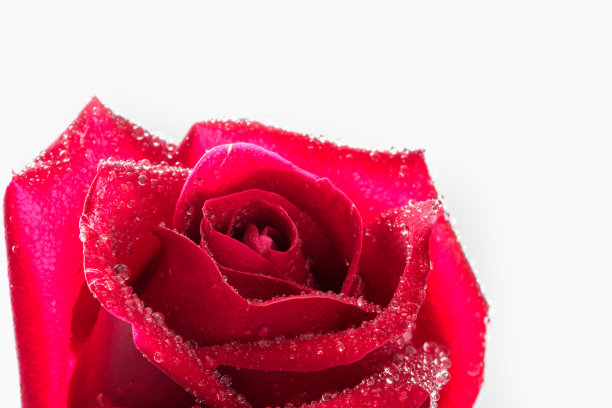 玫瑰红色花朵图片下载