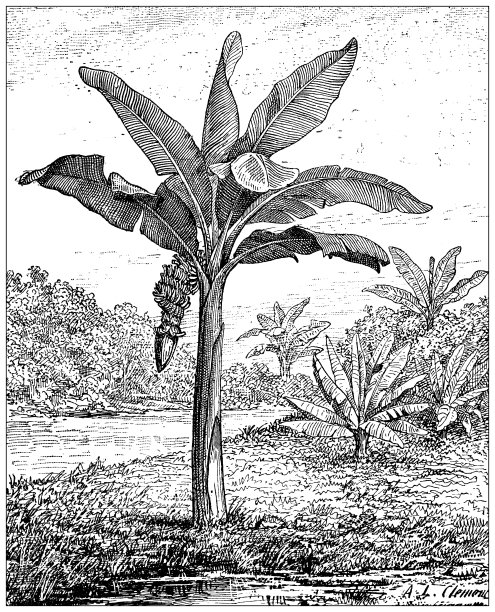 古董插画:香蕉树，天堂穆萨图片下载