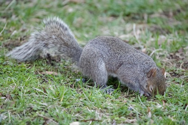 可爱的松鼠在草丛中寻找食物图片下载