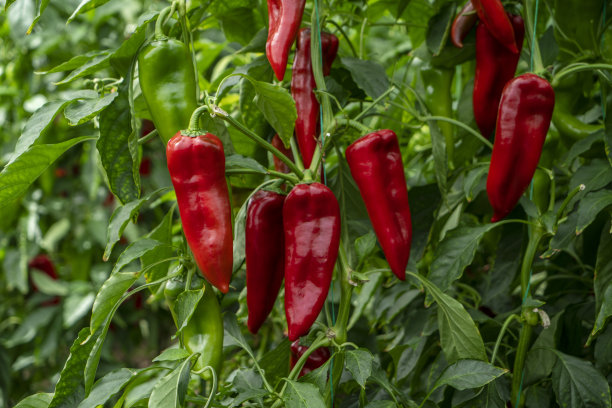 蔬菜大棚有机红辣椒和绿辣椒图片下载