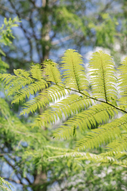 2023年夏天南佛罗里达州的热带树木和植物图片下载