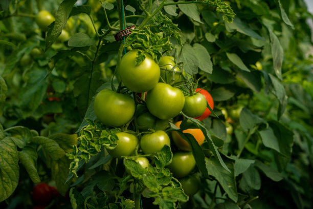 温室种植番茄图片下载