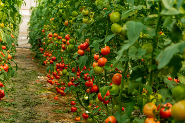 有机番茄温室图片下载