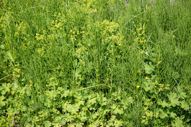 女士的斗篷-炼金术和马尾-木贼图片下载