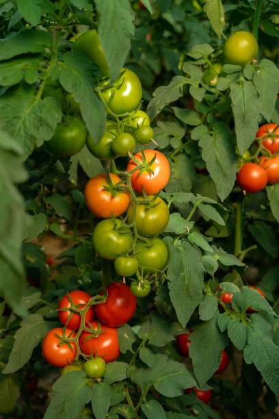 温室种植番茄图片下载