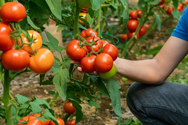在有机番茄温室工作的农民，特写，图片下载