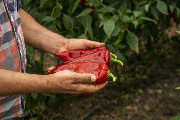 蔬菜大棚有机红辣椒和绿辣椒图片下载