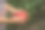 蔬菜大棚有机红辣椒和绿辣椒图片下载