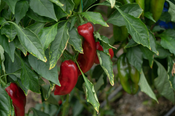 蔬菜大棚有机红辣椒和绿辣椒图片下载