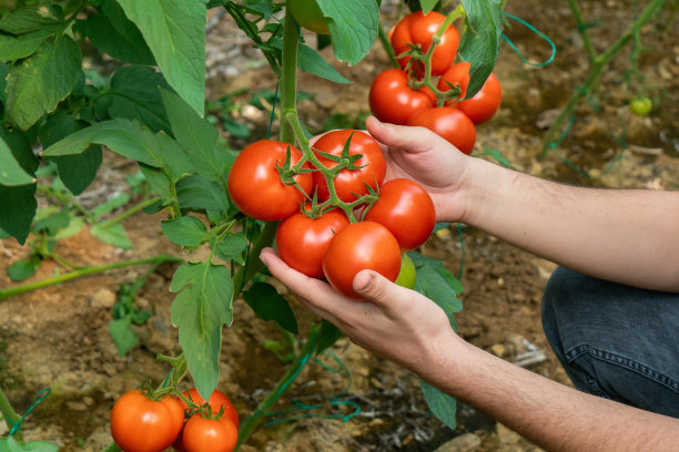 在有机番茄温室工作的农民，特写，图片下载