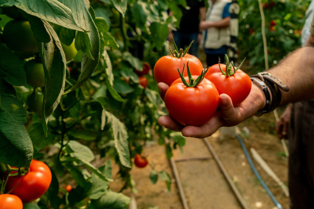 在有机番茄温室工作的农民，特写，图片下载