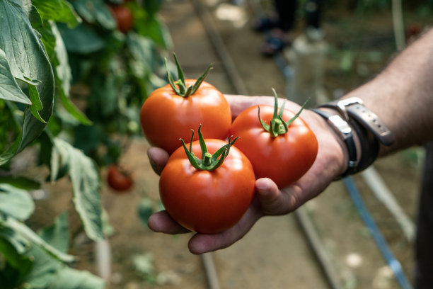 在有机番茄温室工作的农民，特写，图片下载