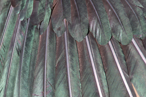 成年彩鹳(Mycteria leucocephala)翅膀羽毛的全画幅图像，叶片，轴，倒钩，展开的翅膀图片下载