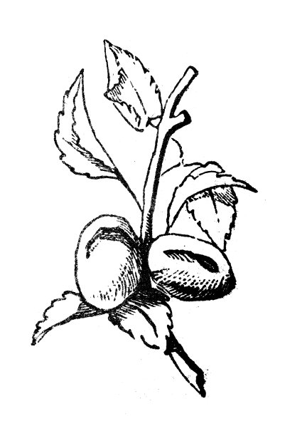 古玩雕刻插画:杏树图片下载