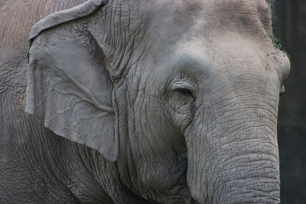 老印度象的头部特写图像，眼睛，睫毛，脸和灰色皱纹皮肤，像覆盖着泥土和草的皮革，重点在前景图片下载