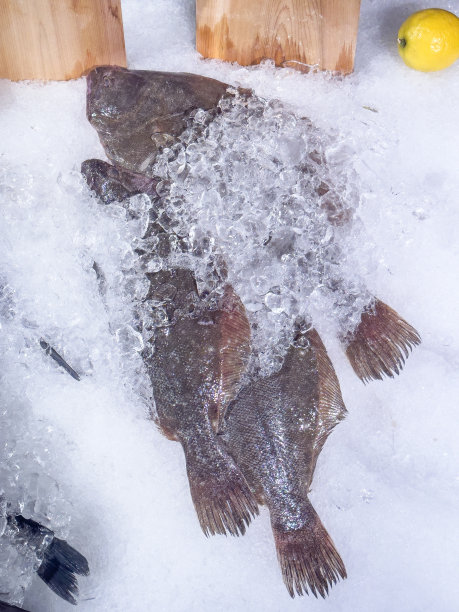 生鲜鱼图片下载