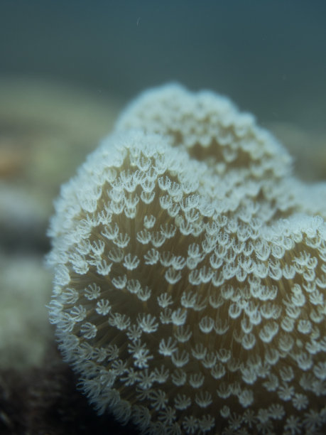 石藻皮珊瑚水下自然拍摄图片下载