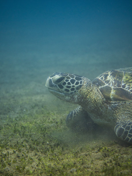 海龟探索绿松石海洋的草底图片下载