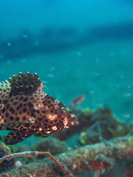 在海底茂盛的海藻中游动的石斑鱼图片下载