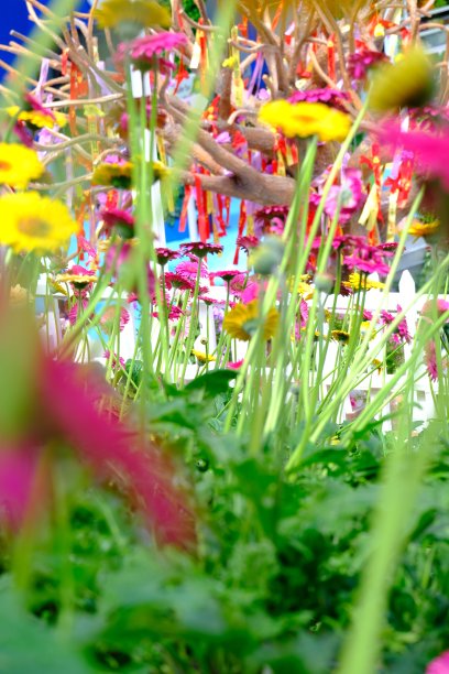 在选择性聚焦和模糊背景的花园里，雏菊或脑花图片下载