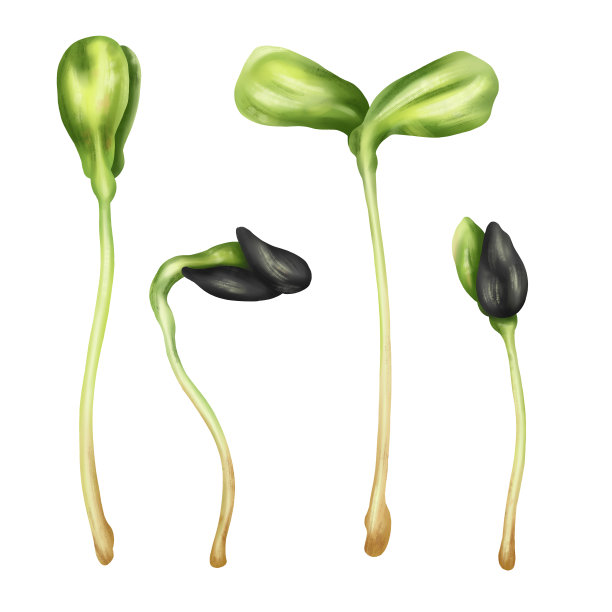 向日葵微型绿色植物在水彩风格的插图。幼籽苗，有益补充食物。白色背景上的剪贴画。园艺用植物，烹饪用原料图片下载
