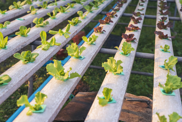 沙拉农场蔬菜红橡树生菜。近距离观赏新鲜有机水培蔬菜种植园生产红绿沙拉水培栽培农场。红橡树生菜沙拉在绿色有机种植园农场。图片下载